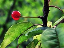 transparent red berry on the tree