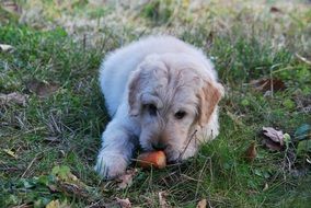 fluffy dog ââplaying with a carrot