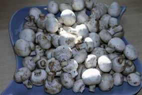 mushrooms on a blue plate
