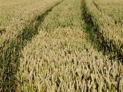 track from a tractor on a cornfield