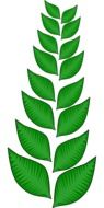 vegetation leaves plants