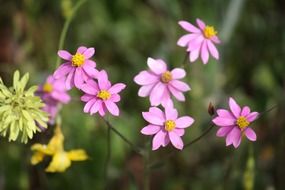 pink flowers in the garden on a sunny day