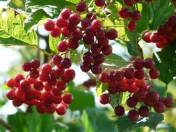 appetizing berries red