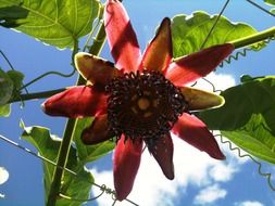 passion fruit flower against a blue sky