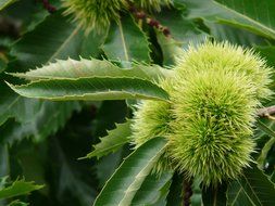 castanea sativa spiny