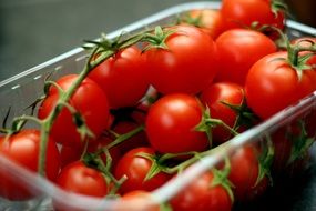 incredibly tasty and red and healthy tomatoes