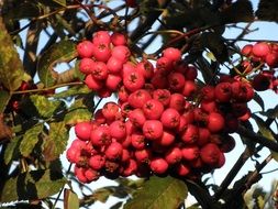 rowan fruits on a branch