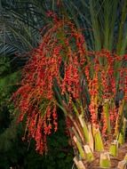 red palm seeds at dusk