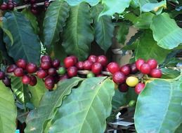 coffee beans on a branch with green leaves