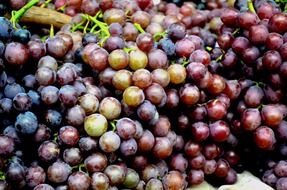 harvest of blue grapes in autumn