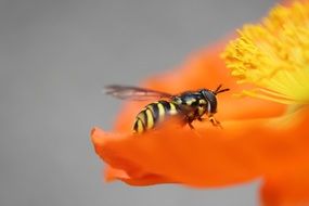 bee on an orange flower close-up