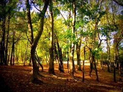 autumn colors in forest landscape