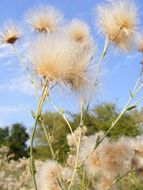 sow thistle, ripe seed heads