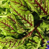 beet leaves