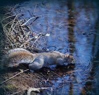 squirrel drinks water