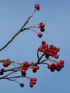 hawthorn against the blue sky