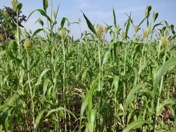 jowar indai agriculture