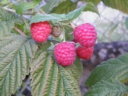 pink juicy raspberry on the bush