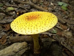 autumn poisonous mushroom