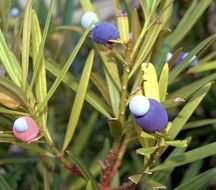 yew fruits