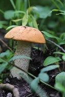 orange-cap boletus