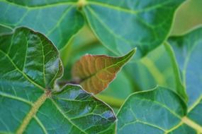 tree leave tomato