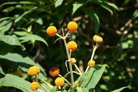 spherical orange flowers in nature