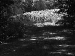 Black and white photo of the cornfield