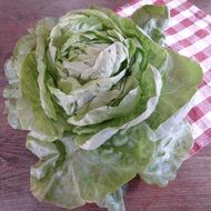 green lettuce salad