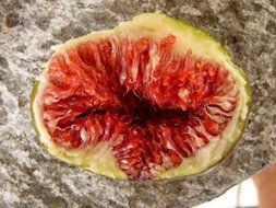 nuclear fig fruit