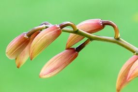 orchid floral blossom plant