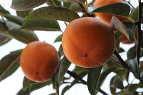 persimmon fruit