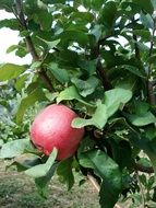 red apple on the tree