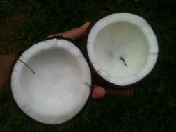 White coconut from the palm