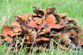 organic fungus mushroom on green grass