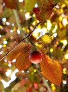 Plum fruit on the tree