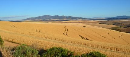 yellow wheat field harvest landscape