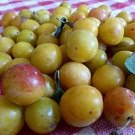 yellow plums on a towel