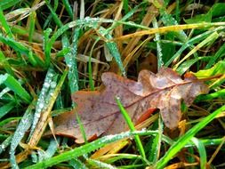 autumn leaf on a background of grass