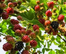 raspberries on a branch