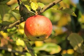 ripe apple on a tree