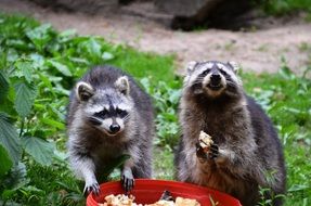 two raccoon eat from red buckets