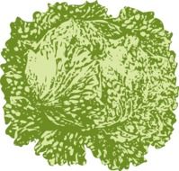 lettuce leafy vegetable drawing