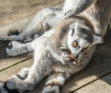 lemur like a wild animal