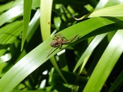 spider insects insect wildlife bug