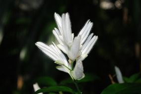 White flower outdoors