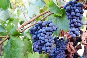 blue grapes with green leaves in light