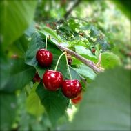 fresh and beautiful red cherry