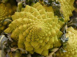 Beautiful yellow romanesco cabbage