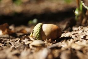 acorn on dry foliage in the bright sun